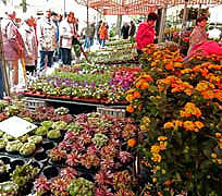 Blumenfest in Holsterhausen