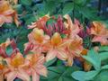 Schloß Lembeck - Rhododendron-Garten